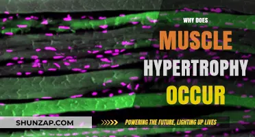Understanding Muscle Growth: Hypertrophy Explained