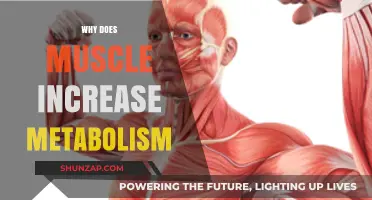 Muscle Mass Boosts Metabolism: Here's Why