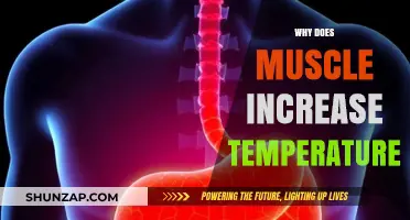 How Muscle Growth Elevates Body Temperature