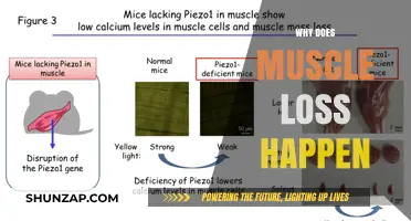 Understanding Muscle Loss: Reasons Behind the Decline