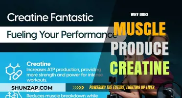 How Creatine Is Naturally Produced in the Body