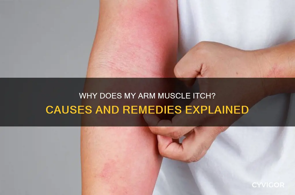 why does my arm muscle itch