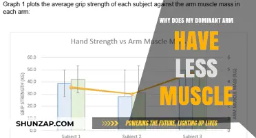 Why Your Dominant Arm May Have Less Muscle Than Expected