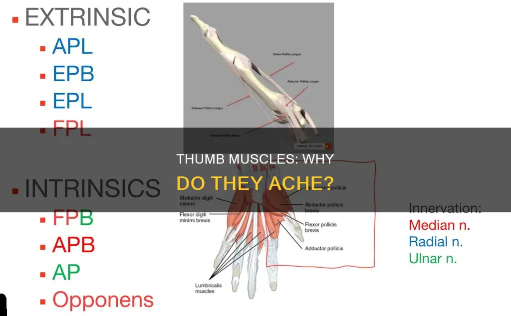 why does my thumb muscles