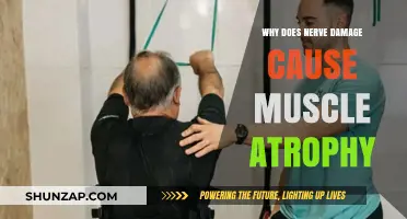 Nerve Damage and Muscle Atrophy: Unraveling the Connection and Causes