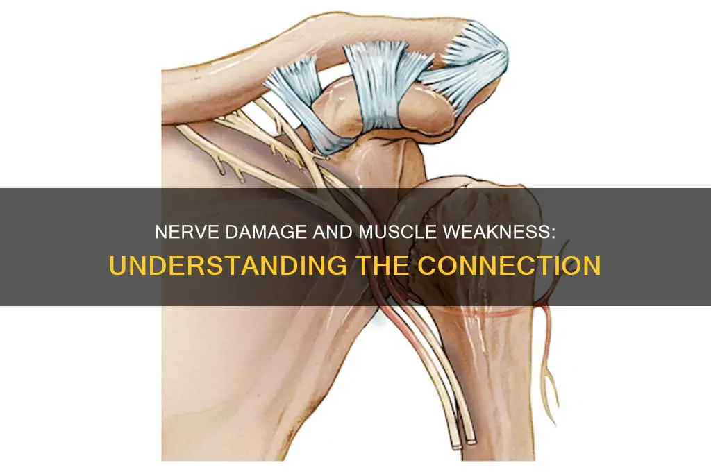 why does nerve damage cause muscle weakness