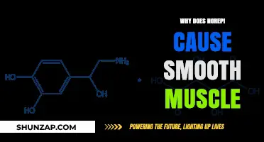 How Norepinephrine Triggers Smooth Muscle Contraction: Mechanisms Explained