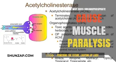 Organophosphate Toxicity: Unraveling the Mechanism Behind Muscle Paralysis