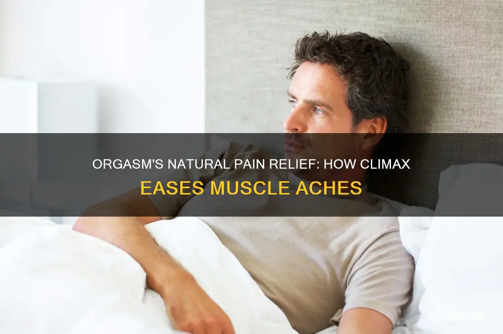 why does orgasm reduce muscle pain