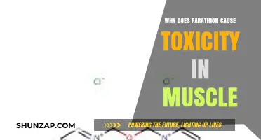 Parathion's Toxic Impact on Muscles: Mechanisms and Consequences Explained