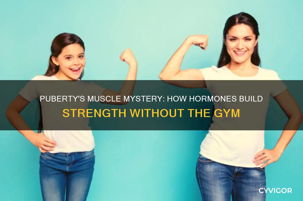 why does puberty give you muscles without working out