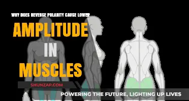 Reverse Polarity's Impact: Unraveling Lower Muscle Amplitude Causes