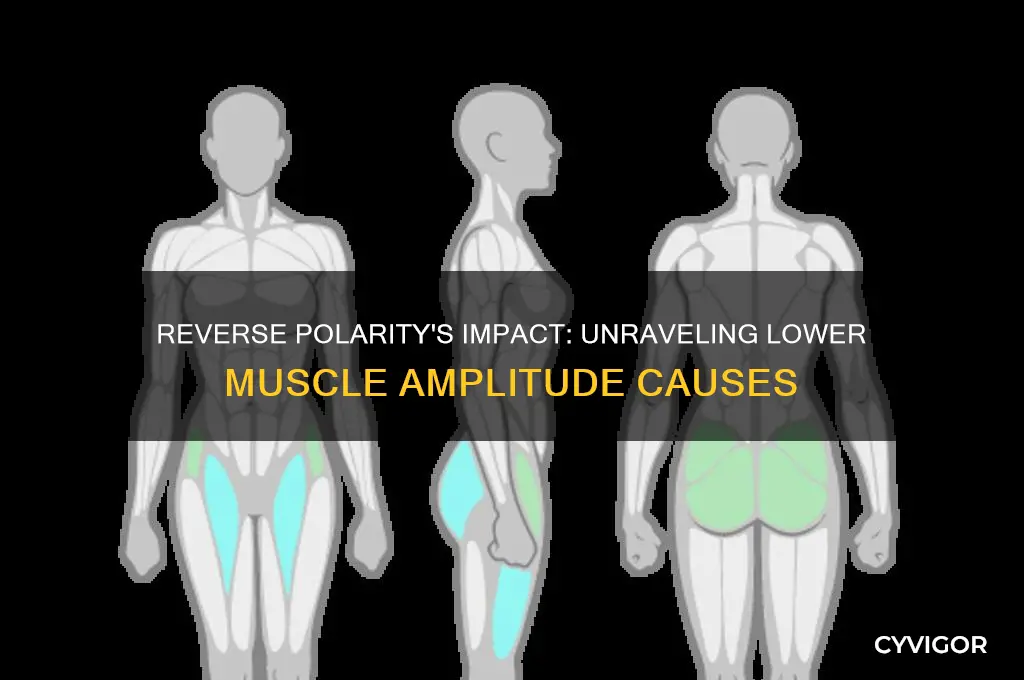 why does reverse polarity cause lower amplitude in muscles