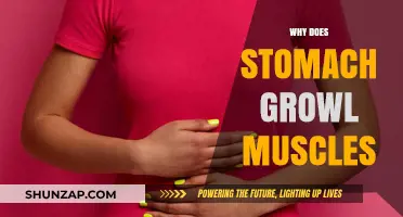 Stomach Growls: The Mystery of Noisy Muscles