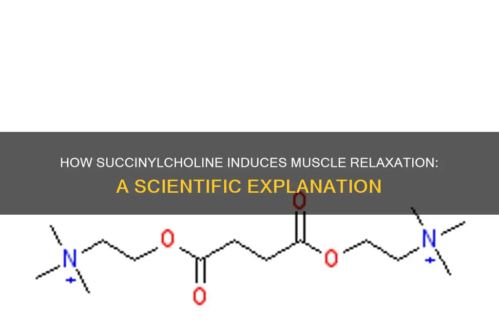 why does succinylcholine cause muscles to relax