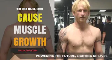 How Testosterone Fuels Muscle Growth: Science Behind the Strength