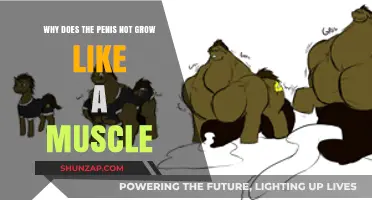 Why Penis Growth Differs from Muscle Development: Unraveling the Mystery