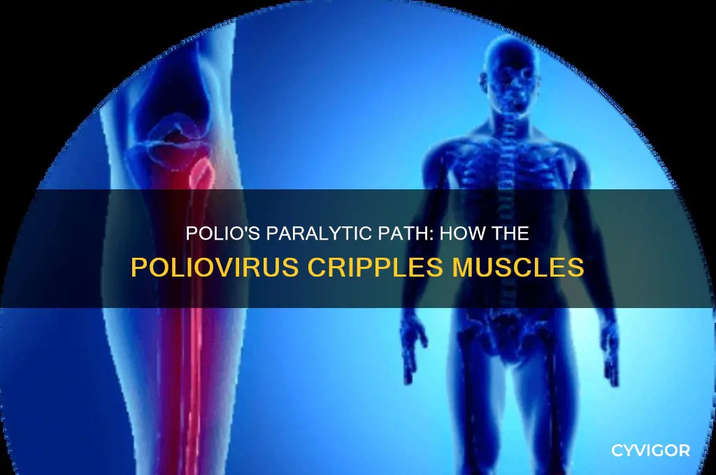 why does the poliovirus cause paralysis of the muscles