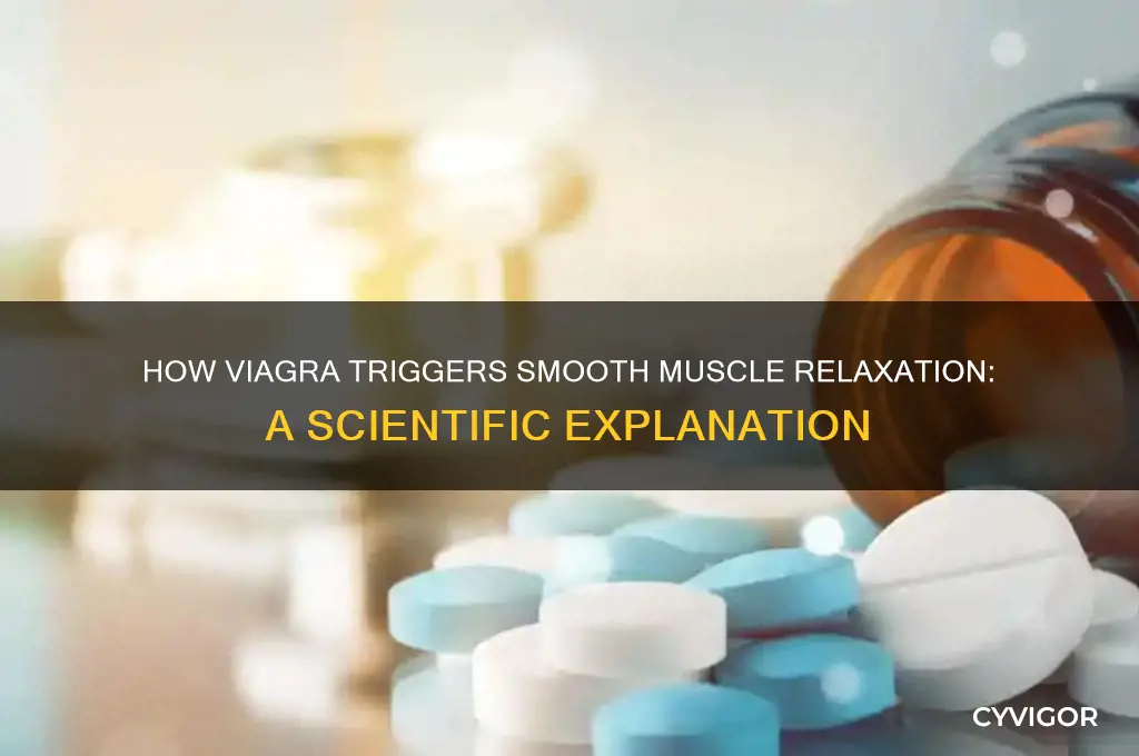 why does viagra cause relaxation of smooth muscle