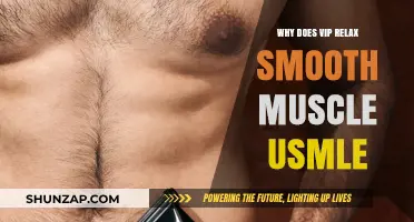 VIP's Role in Smooth Muscle Relaxation: A USMLE Guide