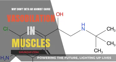 Why Beta-2 Agonists Don't Cause Vasodilation in Muscles: Explained