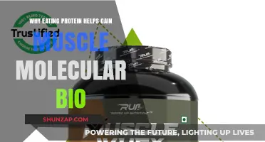 Protein's Molecular Role in Muscle Growth: Building Strength from Within