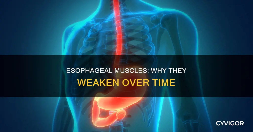 why esophgeal muscles weaken