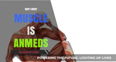 Muscle Anatomy: Why Each Muscle Has a Name