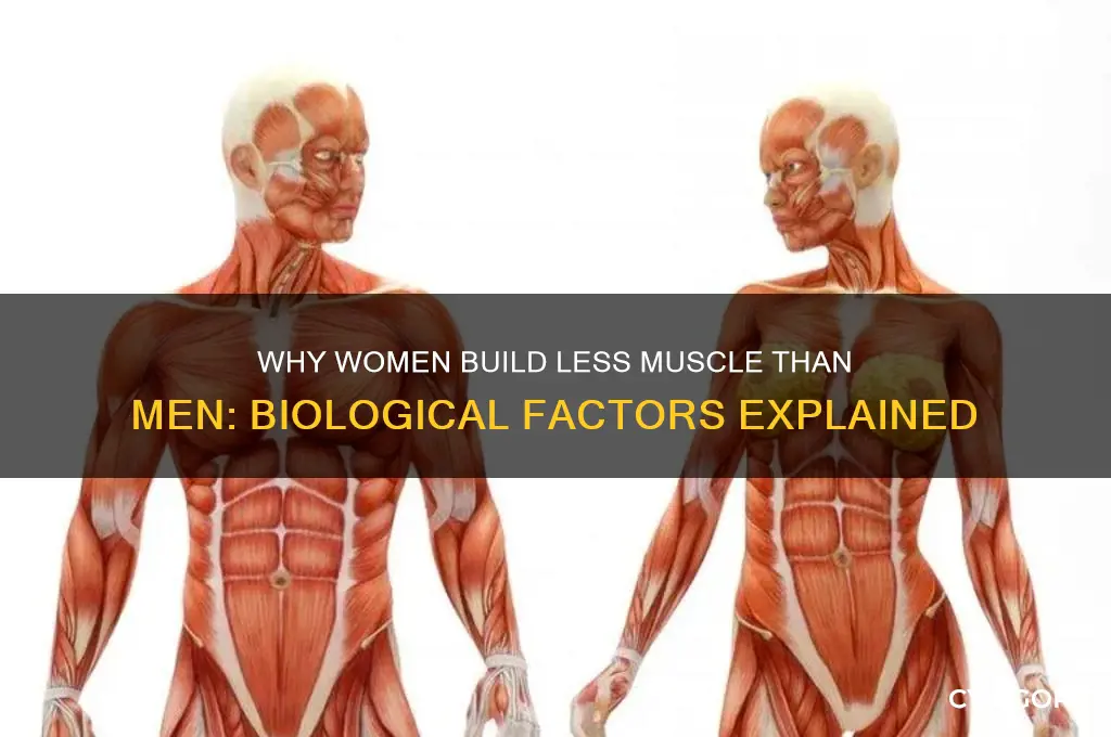 why female dont gain as much muscle than male