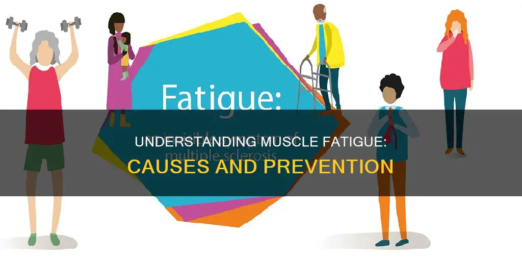 why foes muscle fatigue happen