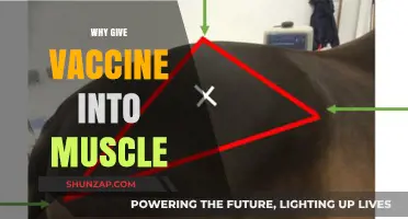 Muscle tissue and vaccine absorption