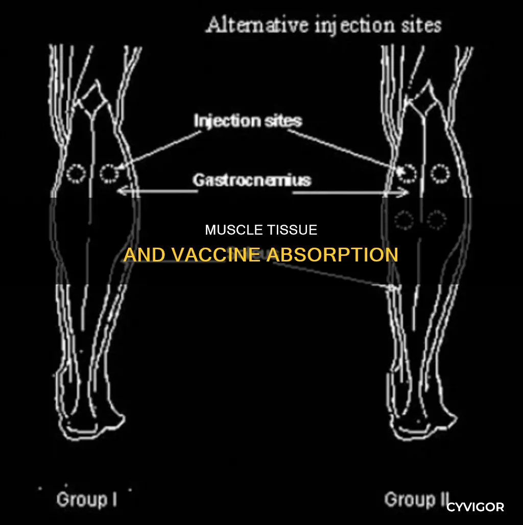 why give vaccine into muscle