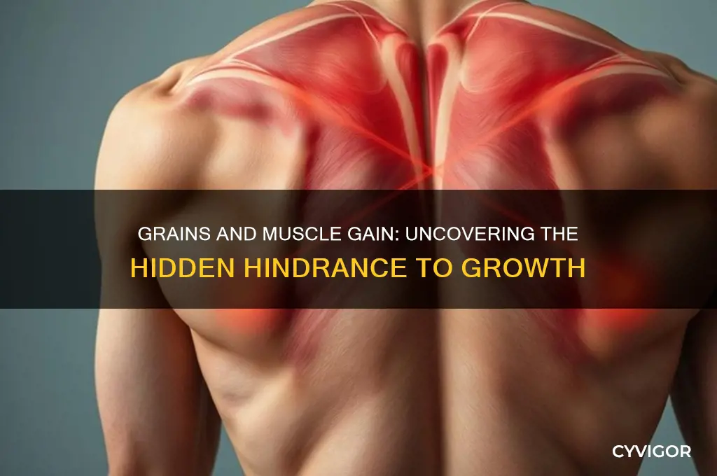 why grains is bad for gaining muscle
