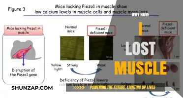 Where Did My Muscle Go?