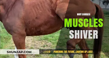 Horse Muscles Shiver: The Science Behind It
