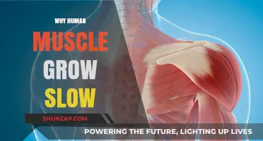 Why Human Muscle Growth is a Slow and Steady Process