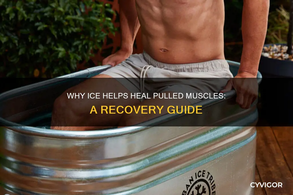 why ice pulled muscle