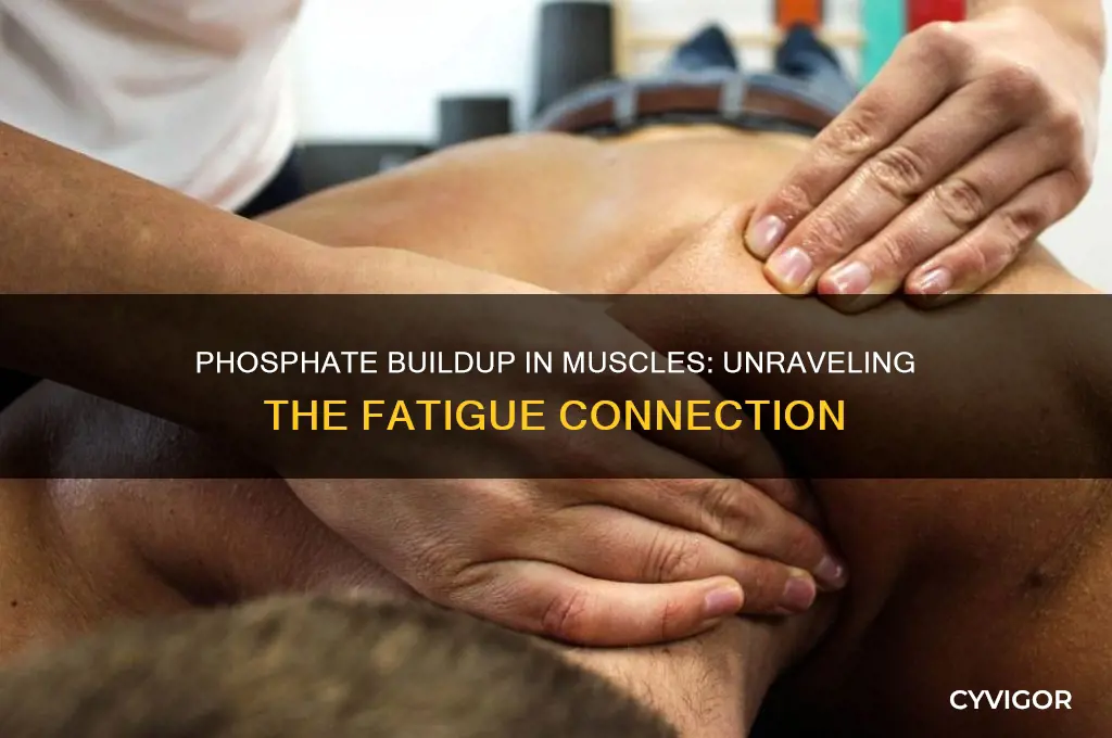 why increased phosphate in muscle cause fatigue