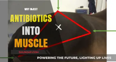 Muscle Injections: Antibiotics' Direct Route to Bloodstream