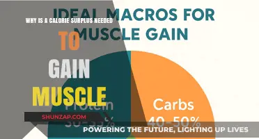 Calorie Surplus: The Essential Key to Building Muscle Mass