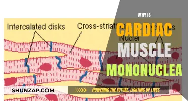 The Unique Structure of Cardiac Muscle Cells