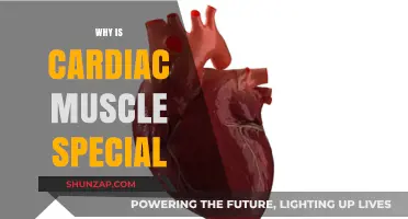 Cardiac Muscle: Unique, Synchronized, and Self-Starting