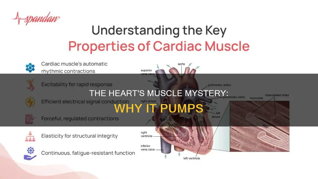 why is heart a muscle