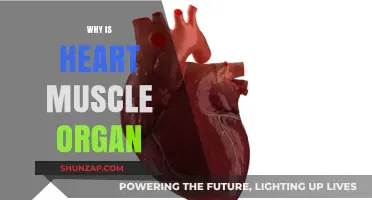 Heart Muscle: A Unique, Powerful Organ