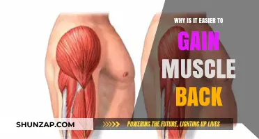 Muscle Memory: Why Regaining Lost Muscle is Faster and Easier