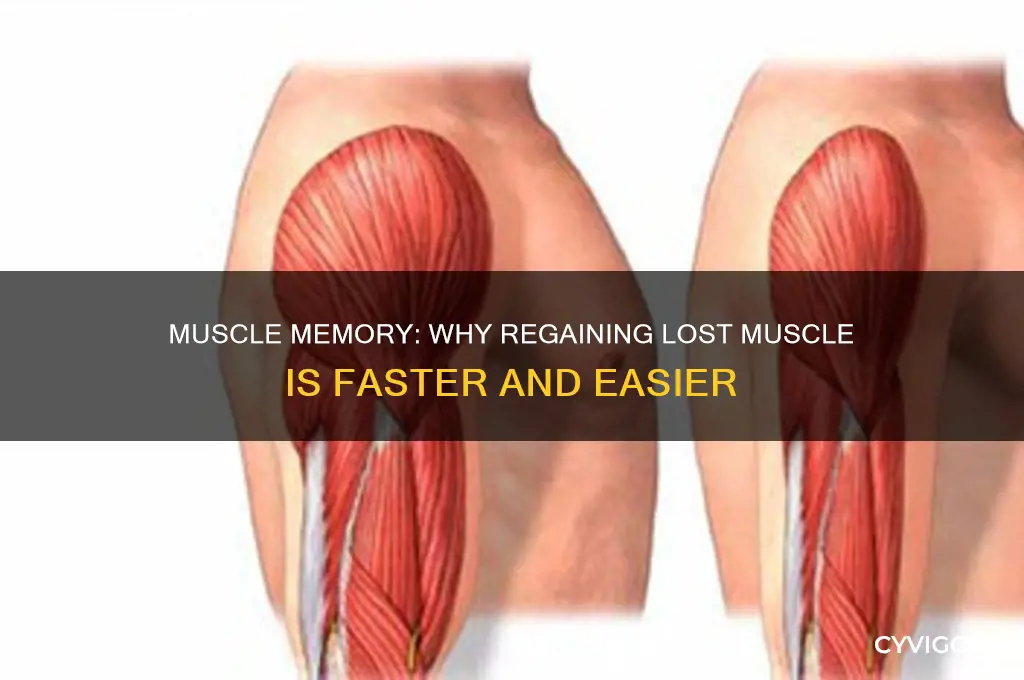why is it easier to gain muscle back