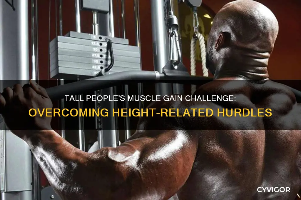 why is it harder for tll people to gain muscle