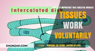Voluntary Skeletal Muscle Control: Essential for Movement and Daily Function