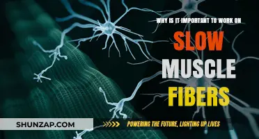 Unlocking Endurance: The Importance of Training Slow Muscle Fibers