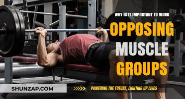 Balancing Strength: The Importance of Training Opposing Muscle Groups